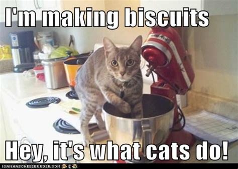 Discover and Share the best. . Cat making biscuits meme